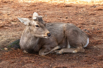 Closeup, wild deer sitting on the ground in Nara Park, Nara, Japan. There are approximately 1200 wild deer who roam freely through the city.

