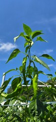 green peppers against blue sky
