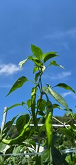 green peppers against blue sky