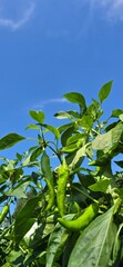 green leaves against blue sky
