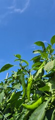 green peppers and blue sky