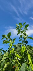 green peppers against blue sky