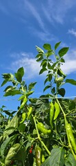 green peppers and blue sky