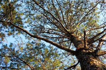 View from below on the trunk of a branching pine tree under sunlight and blue sky in forest