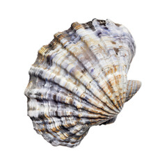 Obraz premium Beautifully Textured Seashell with Natural Patterns and Colors