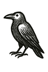 Fototapeta premium Raven illustration in black and white with a standing pose 