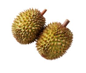 Two fresh durian fruits with spiky, green exteriors and brown stems, showcasing their characteristic tropical appearance.