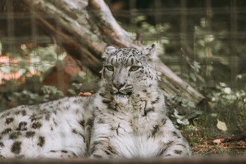 snow leopard in zoo enclosure