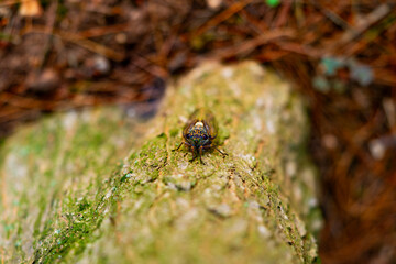 A cicada sits on a tree on hot summer day, closeup shot. Slow motion. Korea