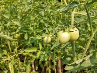 Fresh green tomato still on tree in organic plant garden
