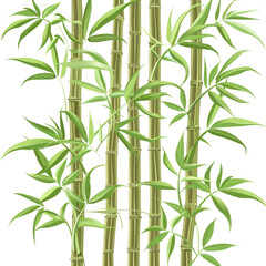 Green Bamboo Stalks with Leaves Isolated on Black Background