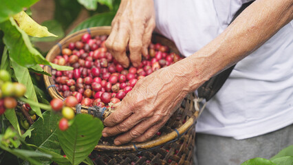 close-up, traditional basket full of harvested ripe red robusta, coffea canephora, coffee berries or cherries, farmer hand, plantation, farm, Bali, Indonesia