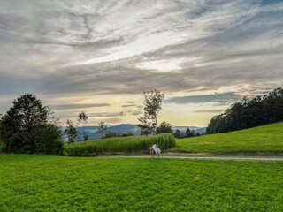 Obraz premium Aerial view of person riding horse on green meadow with dramatic sky