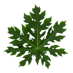Green papaya leaves isolated on a transparent background