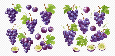 A detailed illustration set of fresh purple grapes, including bunches, single berries, slices, and leaves on a transparent background.