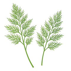 Obraz premium Two delicate green dill sprigs with feathery leaves, isolated on a dark background, showcasing natural beauty and freshness.