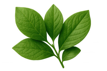 Obraz premium Vibrant green leaves thriving on a branch, isolated on a transparent background, perfect for nature-themed designs