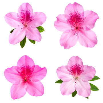 Fototapeta Collection of vibrant pink azalea flowers isolated on a clean white background showcasing beautiful floral blooms for design and botanical themes