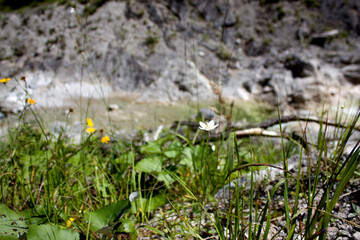 Delicate white flower grows among vibrant foliage by a rocky riverbank in the sunlight