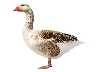 Standing greylag goose with brown feathers, a long neck, and a red beak in profile on transparent background