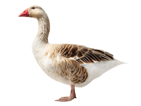 Standing greylag goose with brown feathers, a long neck, and a red beak in profile on transparent background
