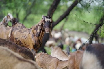 goat herd in green pasture, rural livestock grazing, group of goats in countryside, farming and agriculture scene stock photo. 