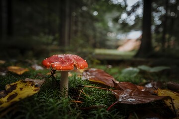 Fototapeta premium Vibrant red mushroom growing in a mossy forest floor with autumn leaves