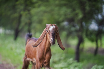 brown goat in natural field, domestic goat close up outdoors, farm animal in countryside, goat grazing in green meadow stock photo. 

