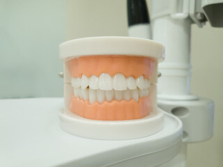 Model Dentures. Dental teeth model