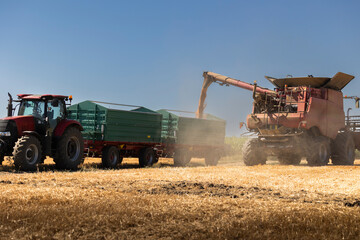 Fototapeta premium Modern harvester loading off wheat on tractor trailers.