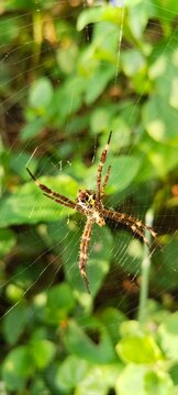 argiope spider resting on orb web