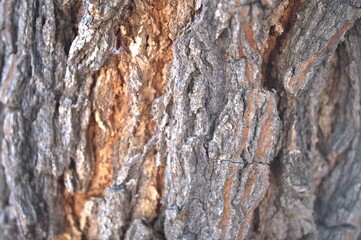 tree bark texture
