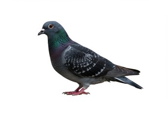 Obraz premium Majestic pigeon portrait on a plain backdrop showcasing its feathers