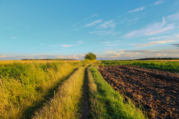 A rural dirt road divides a green field and freshly plowed land. A lonely tree stands in the center, creating a perspective. The atmosphere of a peaceful summer evening in the fresh air.