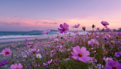 Obraz premium Coastal Sunset Cosmos Field Pink flowers bloom on a beach at dusk, waves gently roll in the background, ideal for peaceful nature scenes