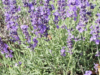 Naklejka premium ラベンダーの花とミツバチ