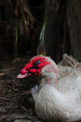 Serati ducks with red and white colors. Taken from close range