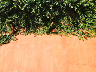 Climbing plants on the orange wall