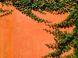 Climbing plants on the orange wall