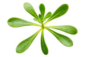Fresh green sprig of common purslane isolated with transparent background