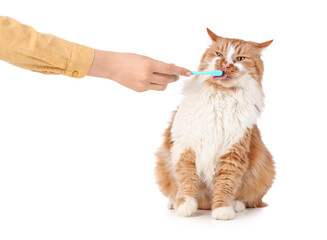 Owner brushing cute cat's teeth on table against white background
