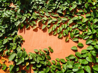 Climbing plants on the orange wall