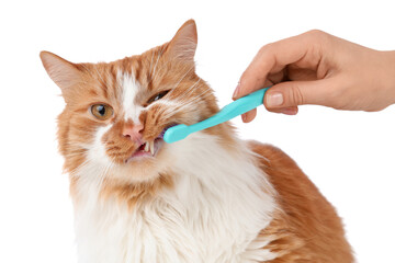 Owner brushing cute cat's teeth on white background