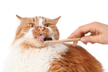 Owner brushing cute cat's teeth on white background