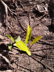 A plant growing on the wall