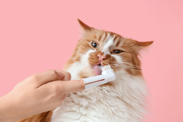 Owner brushing cute cat's teeth on pink background