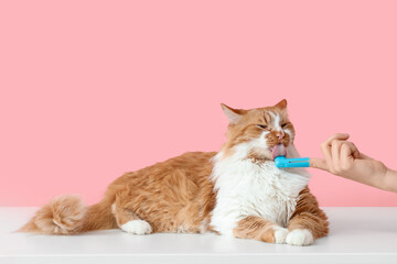 Owner brushing cute cat's teeth on table against pink background