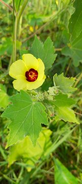 wild yellow hibiscus flower - yellow petals with dark red center