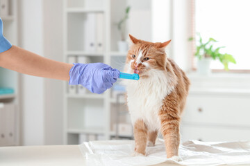 Veterinarian brushing cute cat's teeth on table in clinic