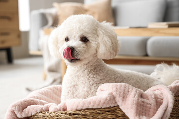 Cute poodle dog lying in wicker pet bed at home